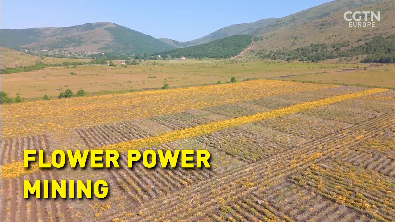 RAZOR Science Show feature about Metalplant flower power mining