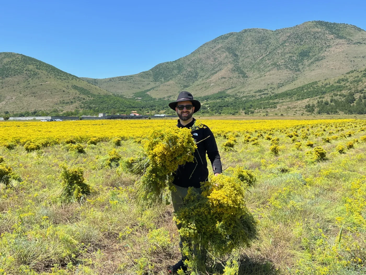 Eric Matzner carrying bundles of hyperaccumulator plants in an olivine field